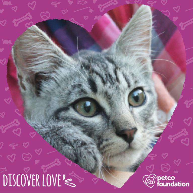 Adoptions at Rehoboth Beach Petco Cape Gazette